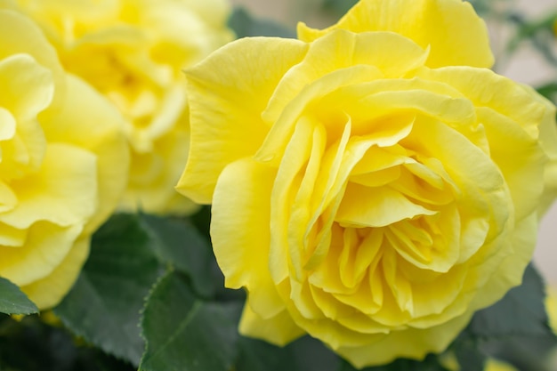 Macro photo of a yellow rose