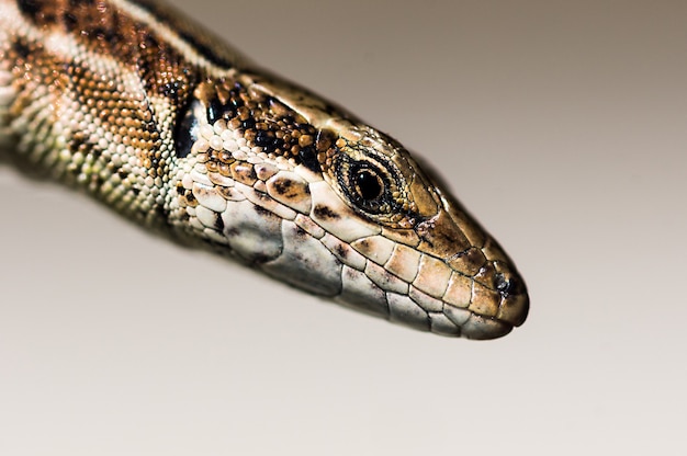 Macro photograph of a lizard's head