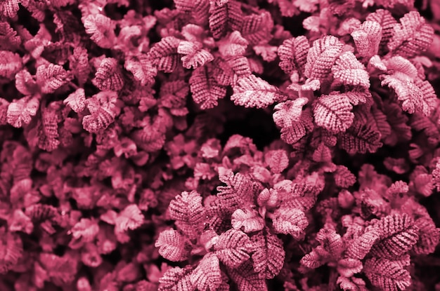 Macro photograph of small green plantations with leaves with the form of burdock and texture of knit