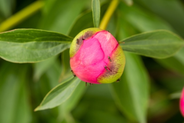 Macro photography of an ant on a peony Bud