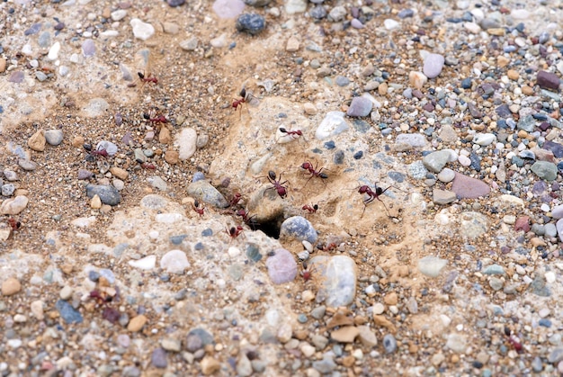 Macro photography of big red ants walking in and out of their anthill close up