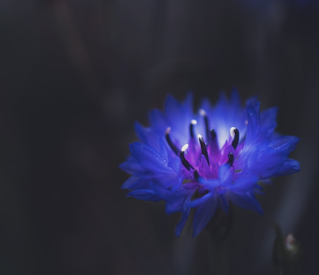 macro photography of a blue flower on a black background