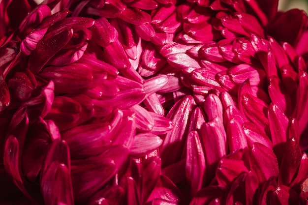 Macro photography of a burgundy aster flower bud Natural background