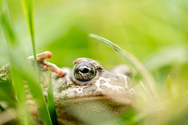 Macro photography of a common european toad's eye in the nature