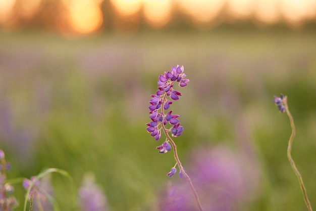 Macro photography lupines flowers Lupins purple field summer background Natural wellness closeness to nature Selfdiscovery concept