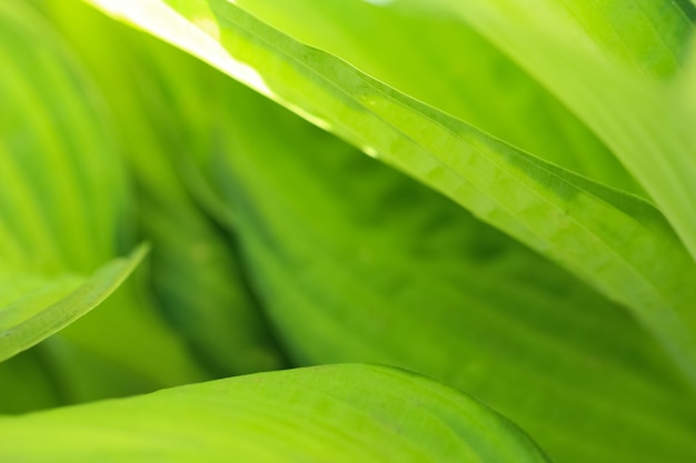 macro photography of nettle leaves in sunlight as a natural green background or texture