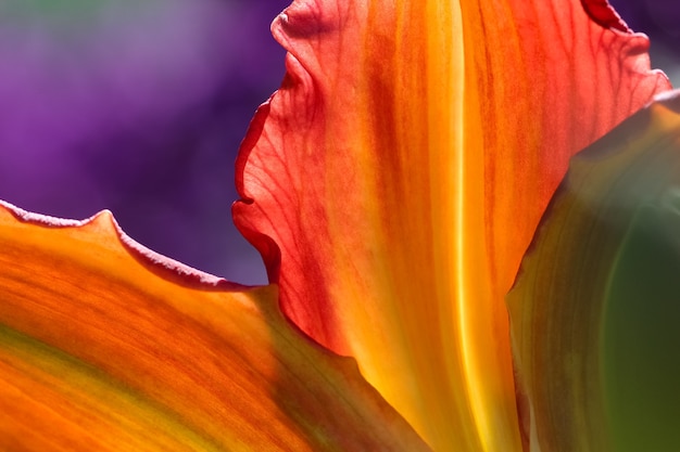 macro photography of orange lily petals in  light 