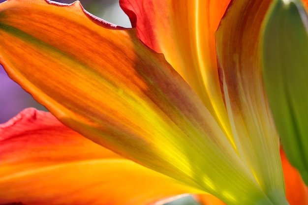 macro photography of orange lily petals in sunlight 