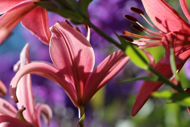 macro photography of a pestle and stamens of pink lilies in botanical garden