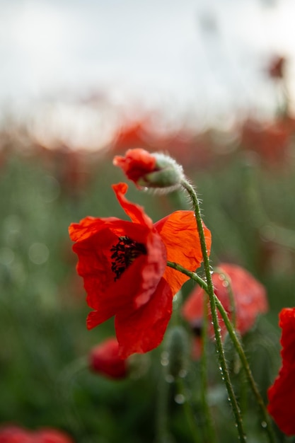 Macro photography of a red poppy Field with red poppies