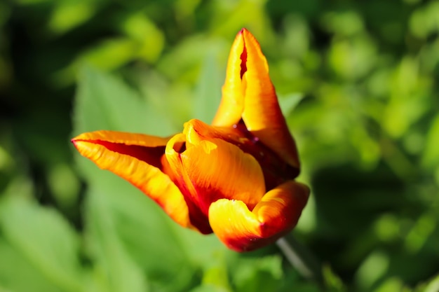 macro photography of a redyellow tulip with selective focus blossom in spring