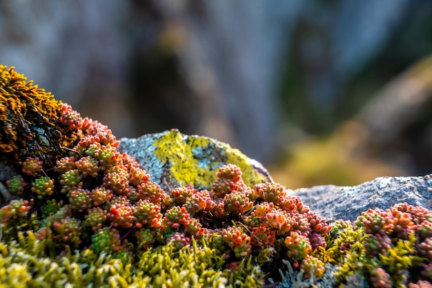 Macro photography of rock moss in the mount of Aiako Harria or Penas de Aya in the town of Oiartzun Guipuzcoa Basque Country