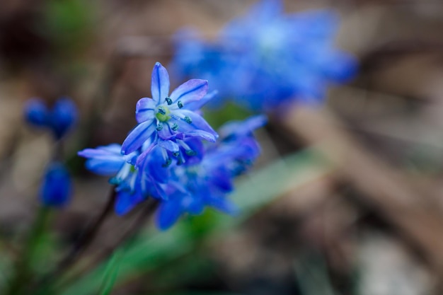 Macro photography of Scilla siberica beautiful flower