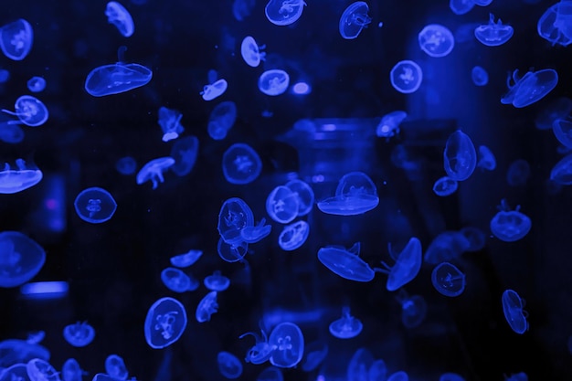 Macro photography underwater jellyfish