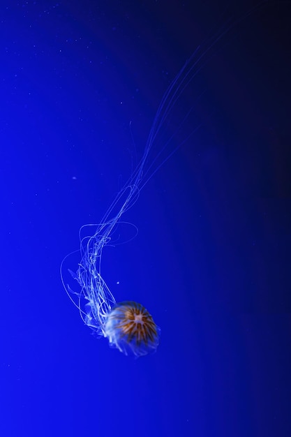 macro photography underwater northern sea nettle or brown jellyfish jellyfish closeup