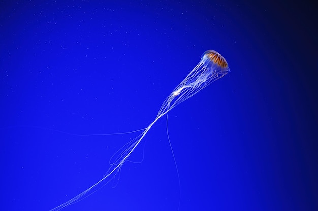 Macro photography underwater northern sea nettle or brown jellyfish jellyfish