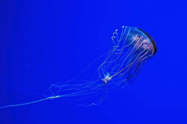 Macro photography underwater northern sea nettle or brown jellyfish jellyfish