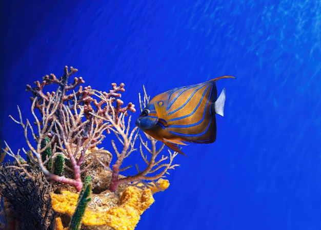 Macro photography underwater Pomacanthus annularis