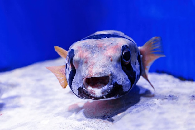 Macro photography underwater pufferfish gray