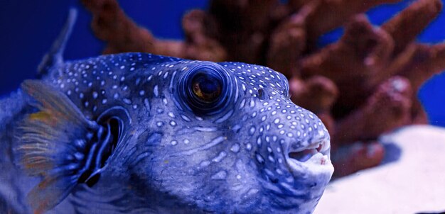 Macro photography underwater pufferfish gray