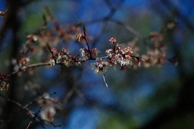 Macro photography of wild cherry on sky background