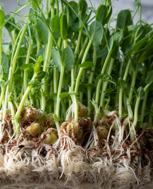 Macro photos of sprouted pea sprouts proper dietary nutrition Macrophotography