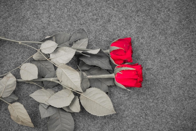 Macro picture of a red rose