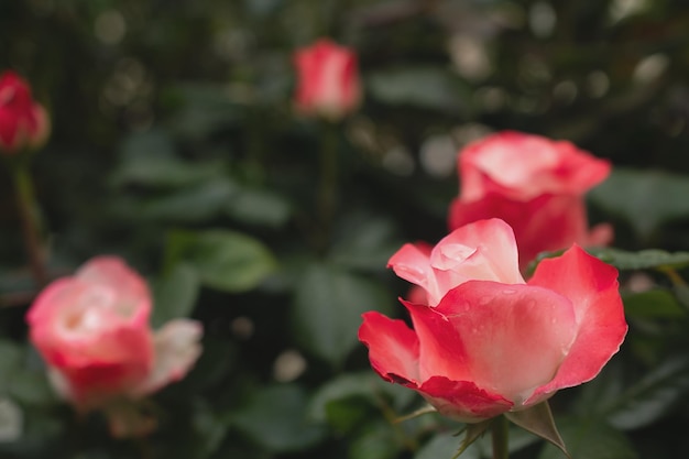 Macro picture of a red rose