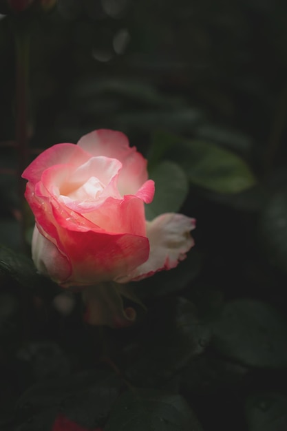 Macro picture of a red rose