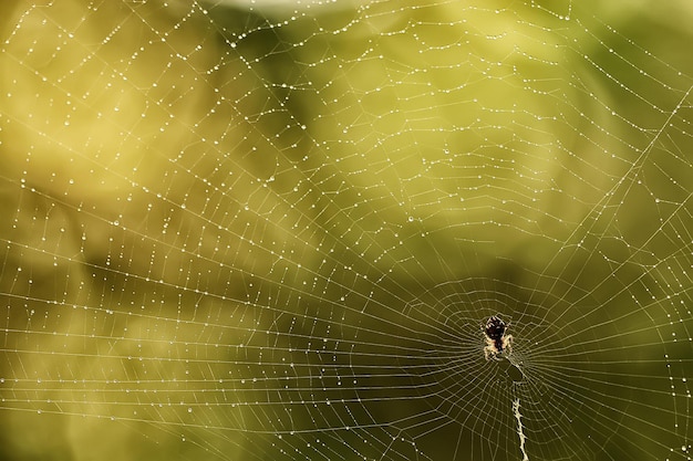 macro picture web / web strands, reflections and water drops on a background of the web