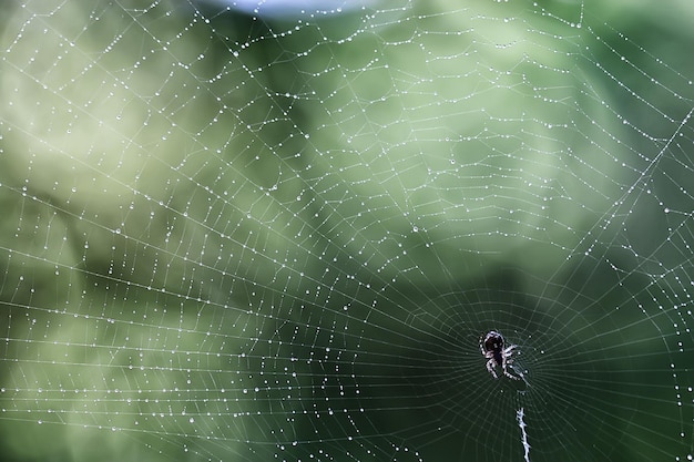 macro picture web / web strands, reflections and water drops on a background of the web