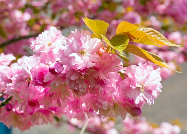 Macro pink japanese cherry twig blossom