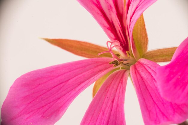 Macro of pistils of a small pink geranium