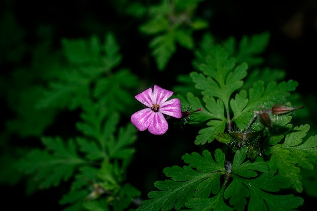 A macro of a purple flower in the middle of the woods