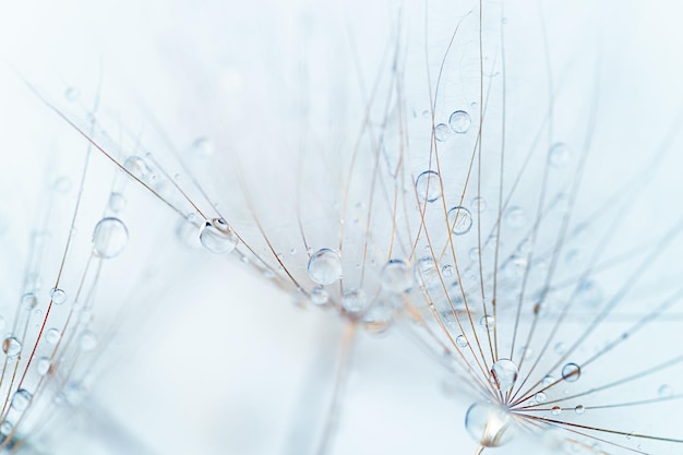 Macro of rain drops on a dandelion seed Close up soft focus