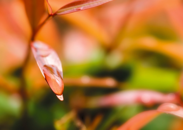 Macro of raindrop on leaves in the garden nature background