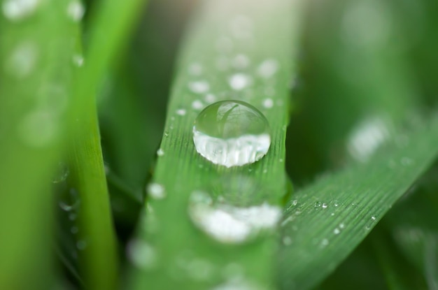 Macro of raindrop