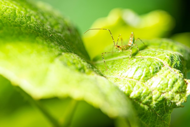 Macro records of the macro world and its core and shapes selective focus