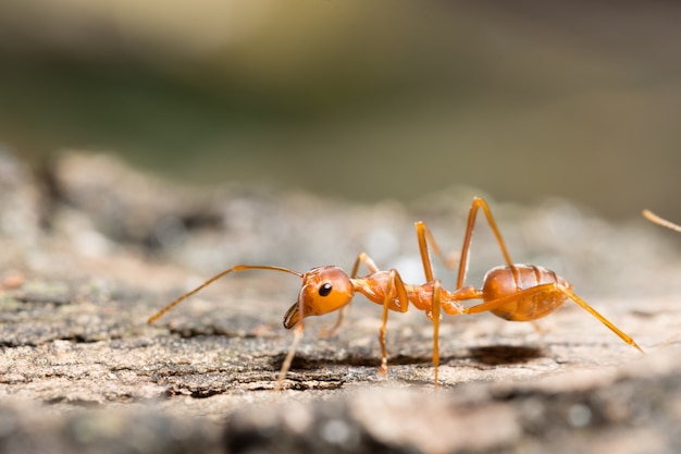 macro red ant