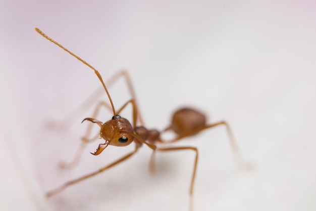 Macro red ants on the plant