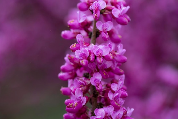 macro red flowers of the Chinese redbud Cercis chinensis selective focus floral pink purple background