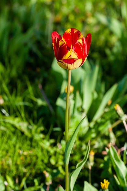 Macro of red tulips on a background of green grass