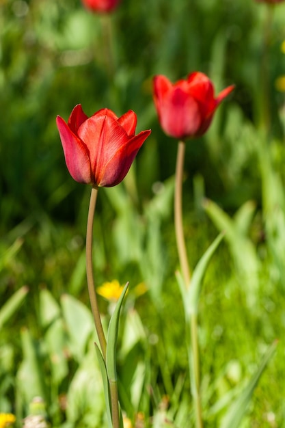 Macro of red tulips on a background of green grass