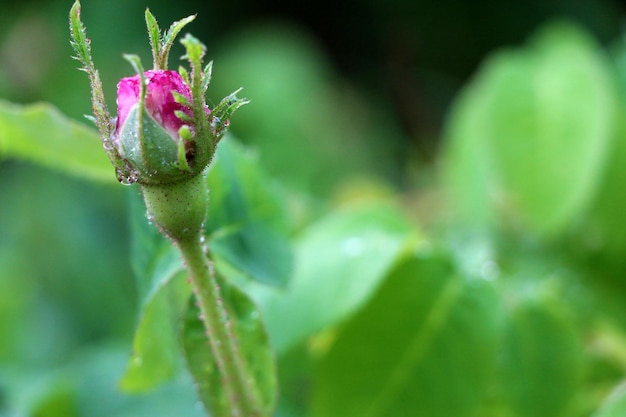 Macro rose bud with raindrops, dew on flower close-up photography.