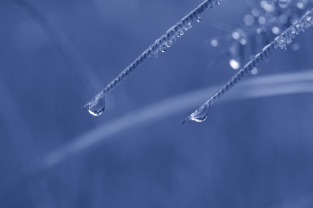 Macro Shoot from flower as background