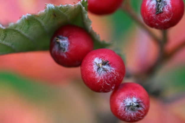 macro shoot of red hawthorn berries with selective focus on the blurry redgreen background