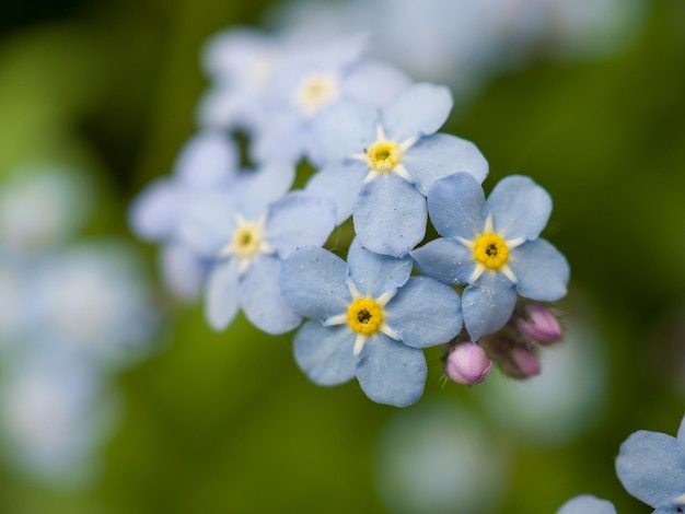 Macro shoot of Water Forgetmenot Selective focus Focus on foreground