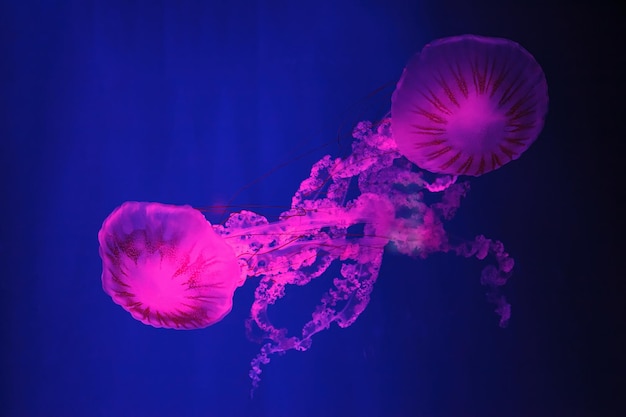 Macro shooting under water chrysaora plocamia jellyfish