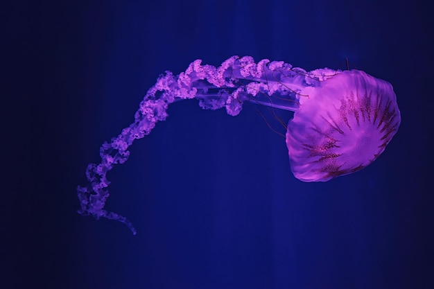 Macro shooting under water chrysaora plocamia jellyfish