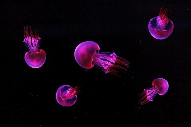 Macro shooting under water flame jellyfish